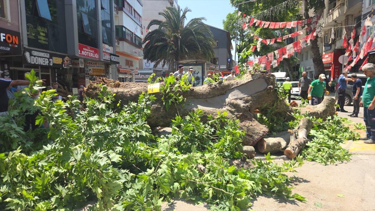 Orhangazi'de devrilen çınar ağacının nedeni, etkileri ve alınan önlemler hakkında