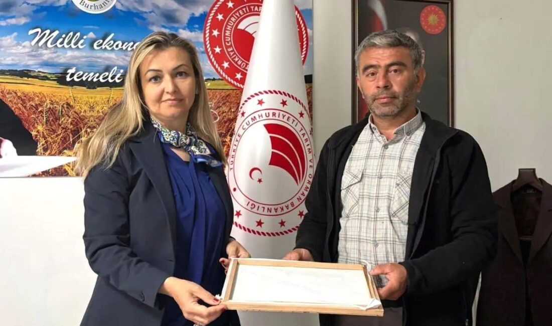 Burhaniye'de ilk ipek kozası hasadı gerçekleştirildi. Yüksek kalite ve geleneksel