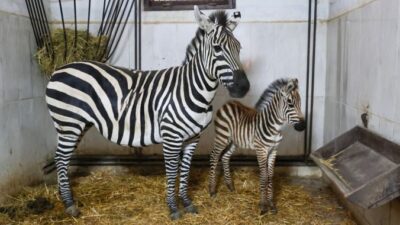 Türkiye’nin en büyük zebra sürüsüne ev sahipliği yapan Bursa Hayvanat
