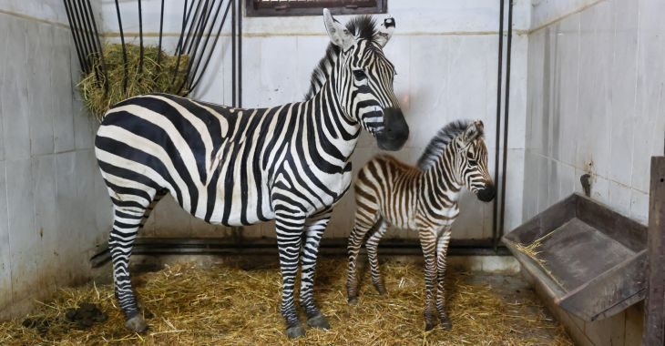 Türkiye’nin en büyük zebra sürüsüne ev sahipliği yapan Bursa Hayvanat
