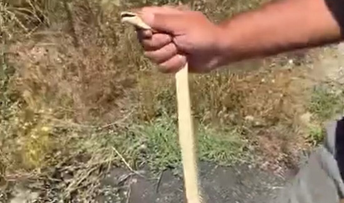 İnegöl, Bursa'da yılan kurtarma olayıyla ilgili detaylı bilgi ve gelişmeler.