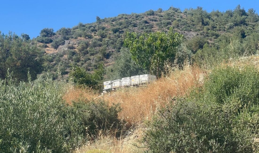 Bursa İznik'te çıkan yangın kontrol altına alındı, detaylı bilgi ve