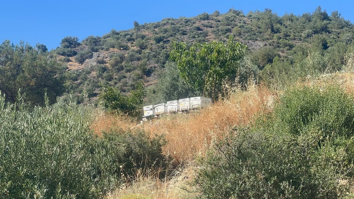 Bursa İznik'te çıkan yangın kontrol altına alındı, detaylı bilgi ve