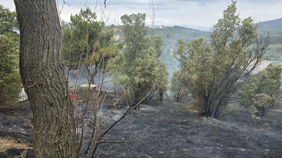 Bursa Mudanya'daki orman yangını başarıyla söndürüldü. Yetkililer yangının kontrol altına