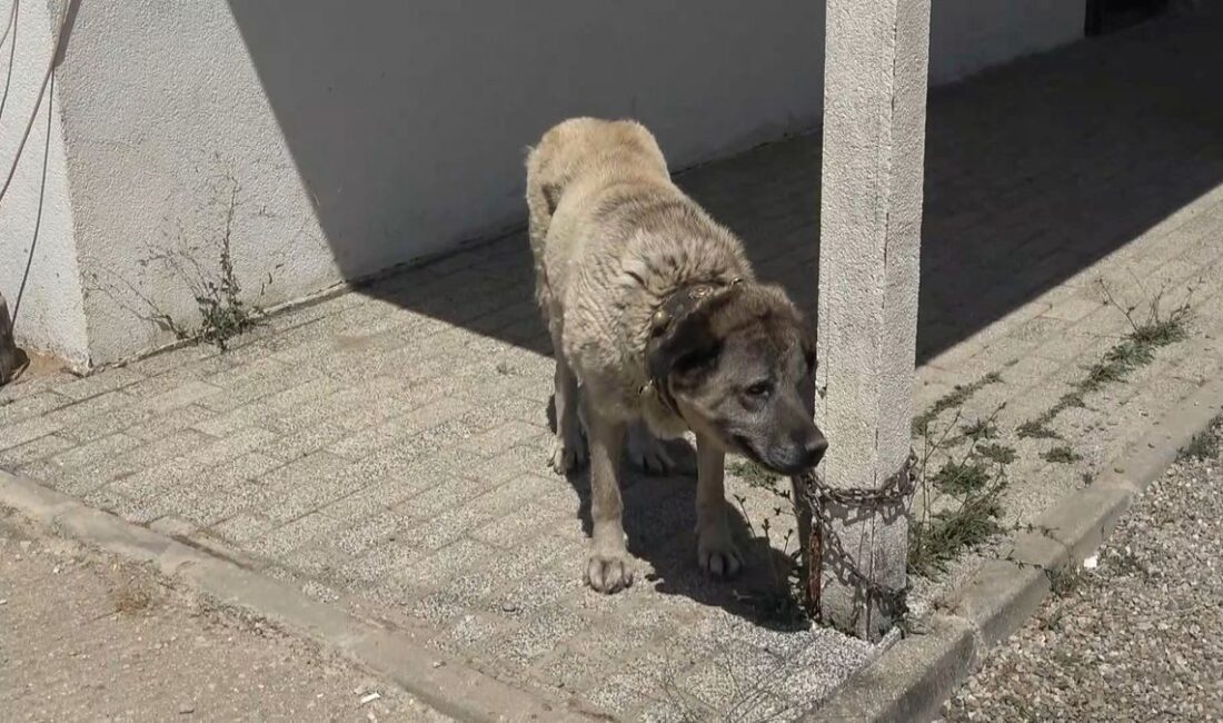 Bursa'da anne köpek yavrularını öldürmesiyle ilgili detaylar, olayın sebep ve
