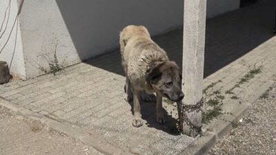 Bursa'da anne köpek yavrularını öldürmesiyle ilgili detaylar, olayın sebep ve