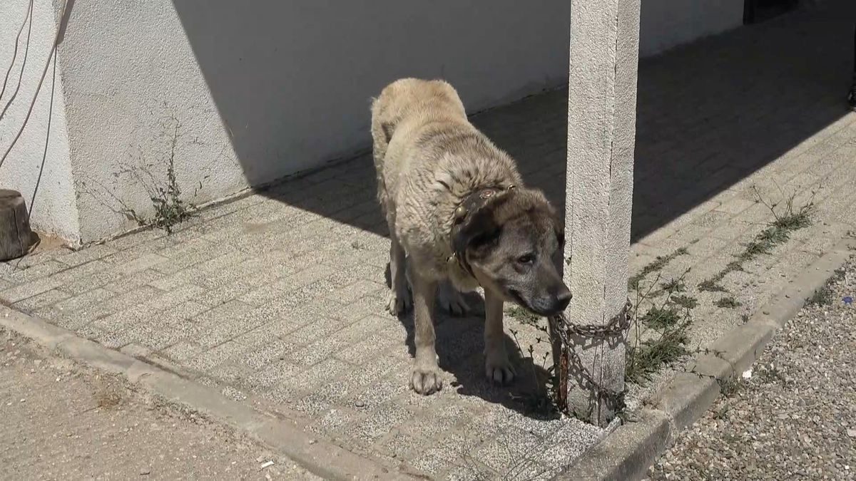 Bursa'da anne köpek yavrularını öldürmesiyle ilgili detaylar, olayın sebep ve