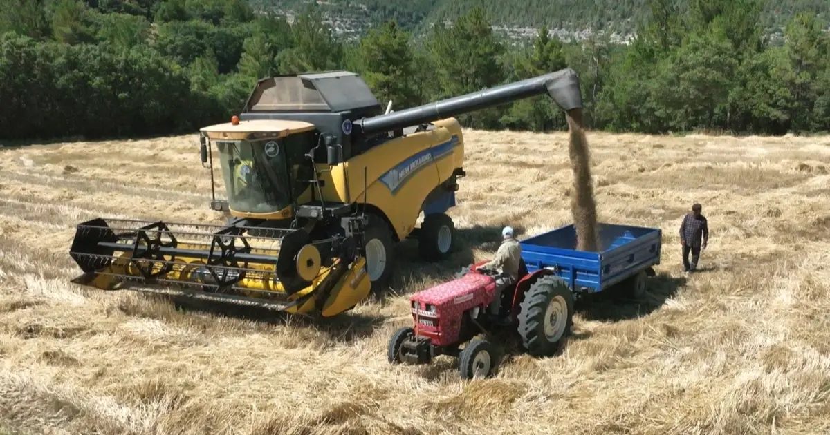 Bursa'da buğday hasadı heyecanı ve sevinci, tarımın önemini vurgulayan resmi