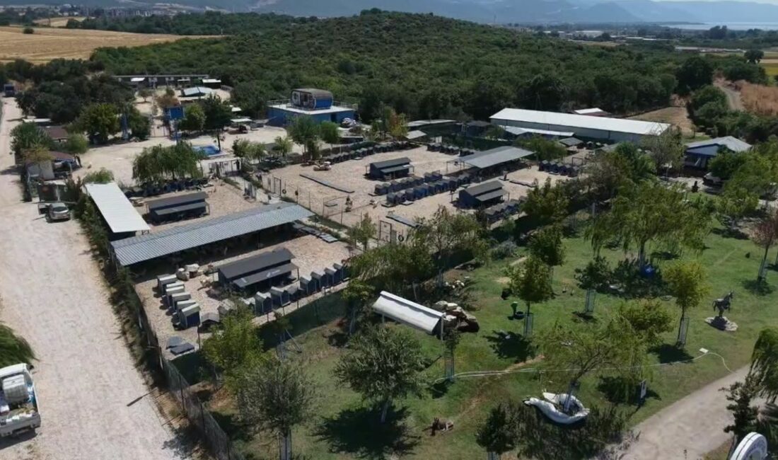 Bursa'daki barınaklar ve sokaklardaki cins köpeklerin durumu, bakım ihtiyaçları ve