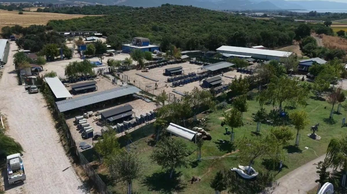 Bursa'daki barınaklar ve sokaklardaki cins köpeklerin durumu, bakım ihtiyaçları ve