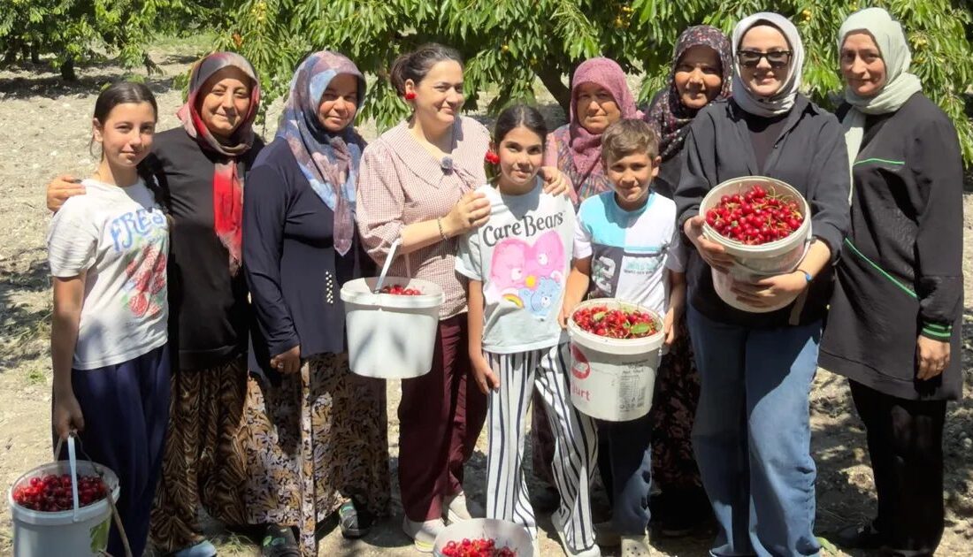 Bursa'da kiraz hasadı dönemi ve üretici destekleri hakkında detaylar, verimlilik