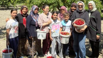 Bursa'da kiraz hasadı dönemi ve üretici destekleri hakkında detaylar, verimlilik