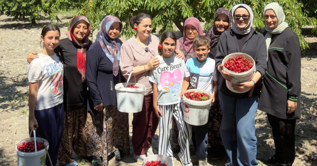 Bursa'da kiraz hasadı dönemi ve üretici destekleri hakkında detaylar, verimlilik