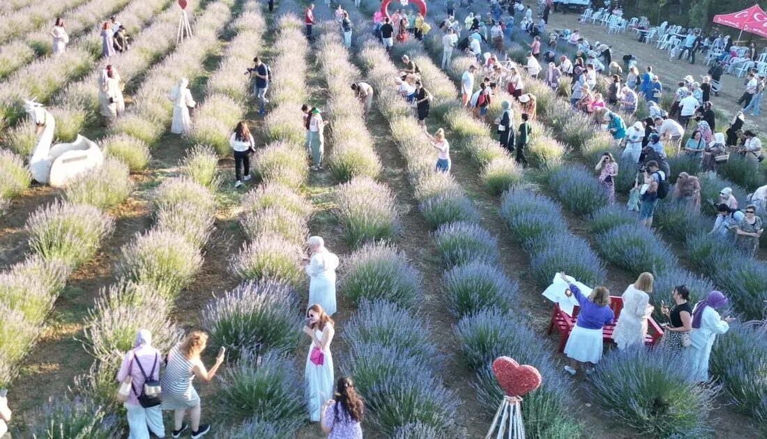 Bursa'da düzenlenen Lavanta Şenliği ile doğanın güzelliklerini keşfedin, kültürel etkinlikler