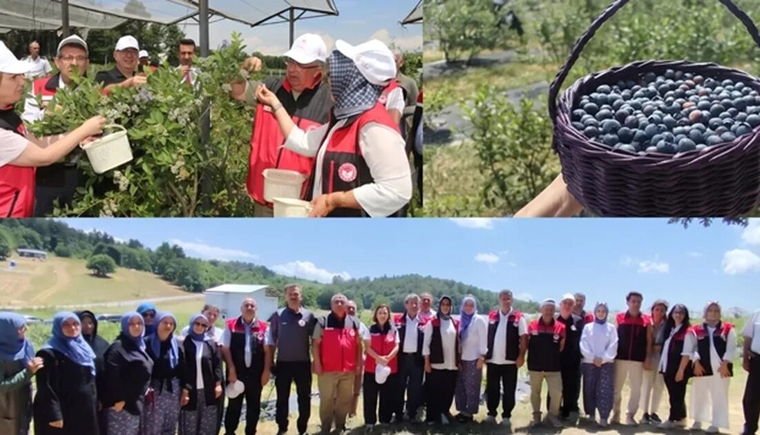 Bursa'da organik tarım sektörü hızla gelişiyor, sürdürülebilirlik ve kalite odaklı