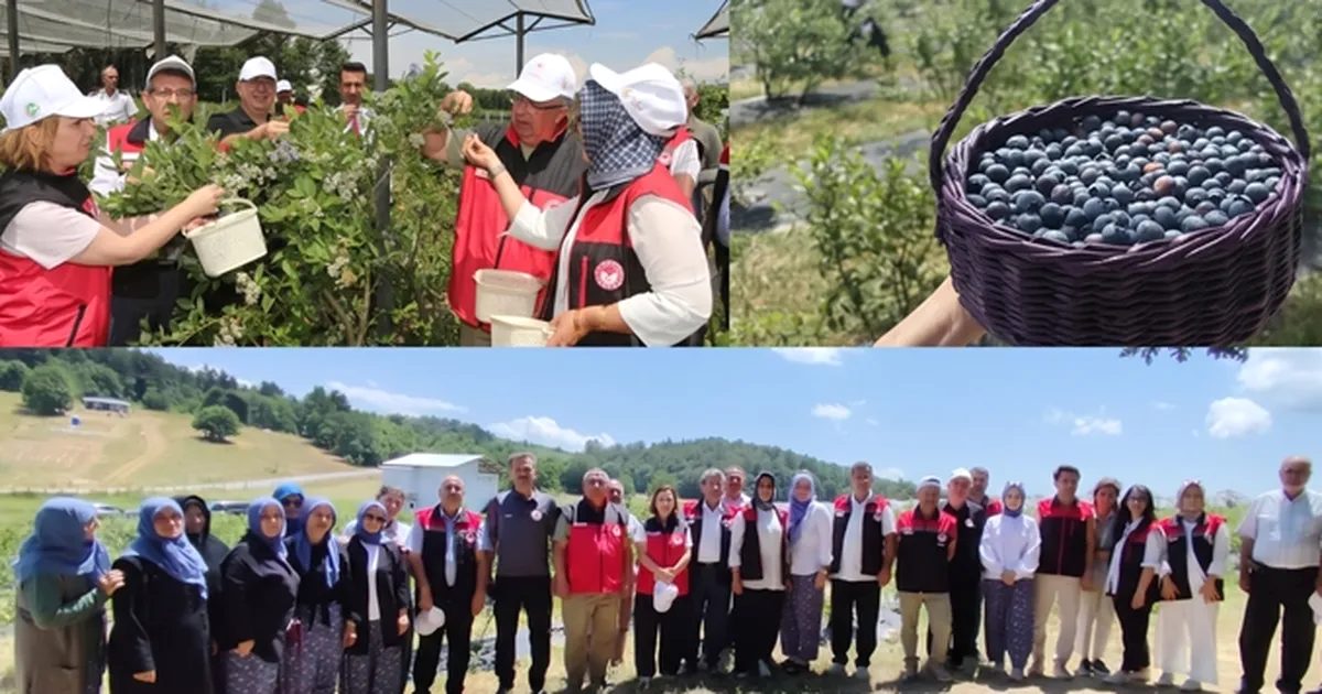 Bursa'da organik tarım sektörü hızla gelişiyor, sürdürülebilirlik ve kalite odaklı