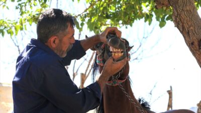 Bursa'da gerçekleştirilen Rahvan At Yarışları ile heyecan dorukta. Geleneksel sporun