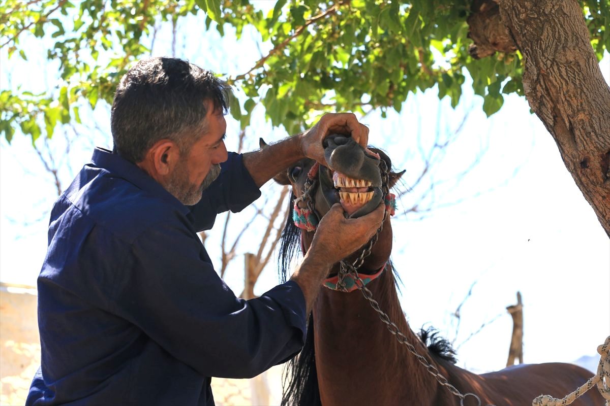 Bursa'da gerçekleştirilen Rahvan At Yarışları ile heyecan dorukta. Geleneksel sporun