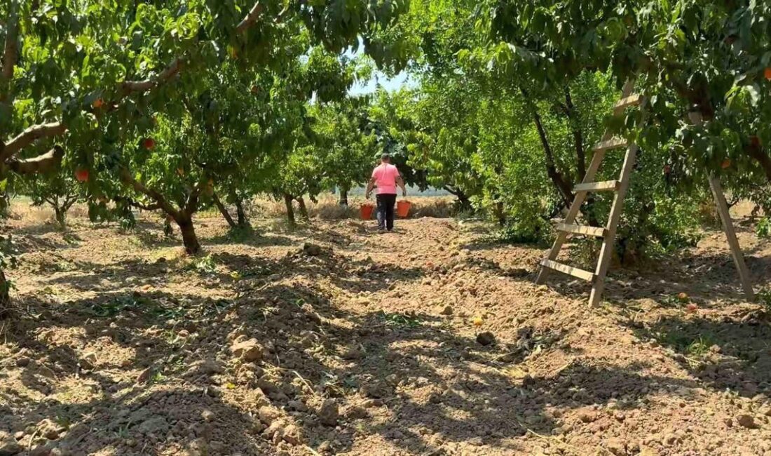 Bursa'da şeftali hasadı başladı. Lezzetli ve taze şeftali ürünlerimizi keşfedin.