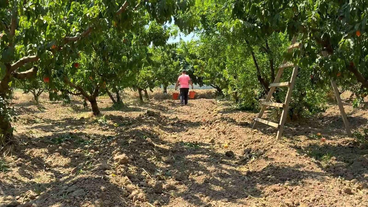Bursa'da şeftali hasadı başladı. Lezzetli ve taze şeftali ürünlerimizi keşfedin.