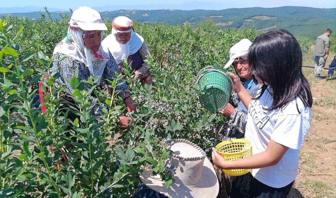 Bursa'da yaban mersini hasadı başladı. Kaliteli ve doğal ürünler için