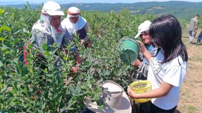 Bursa'da yaban mersini hasadı başladı. Kaliteli ve doğal ürünler için