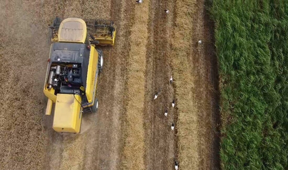 İnegöl'de Leyleklerin göçü ile hasat renklerinin uyumu hakkında detaylı bilgiler
