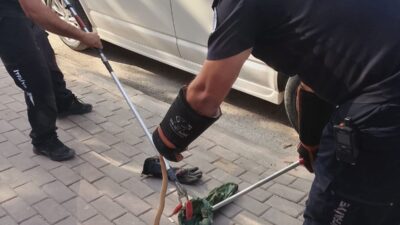 İnegöl'de minibüsteki yılan paniği olayında yetkililer konusunda hızlı müdahale ederek