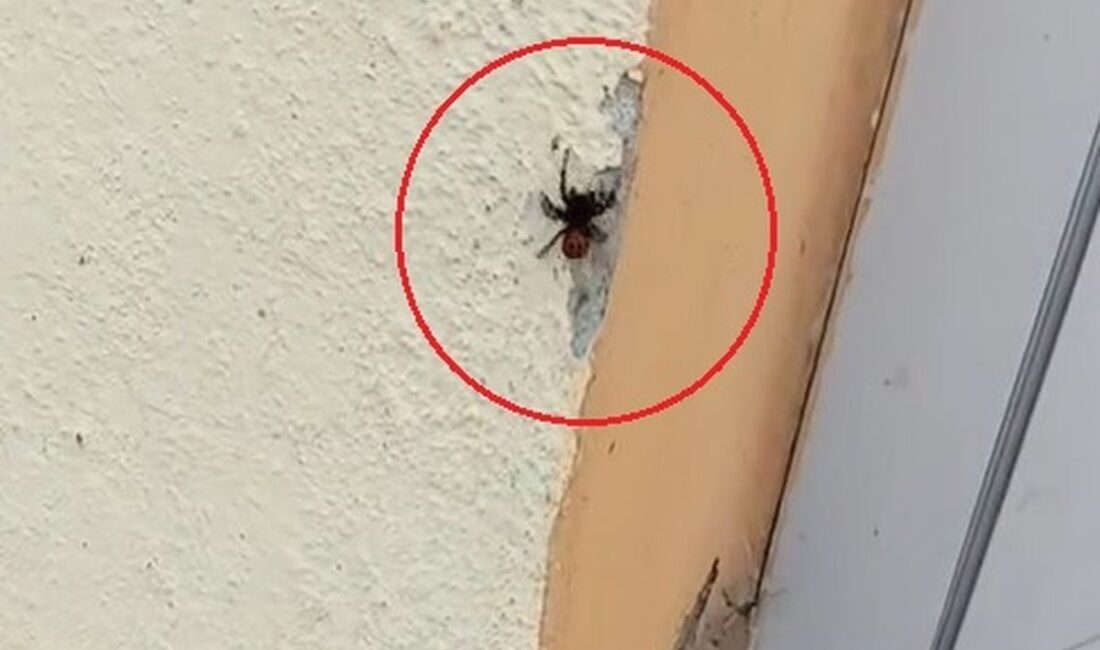 İnegöl'de, nadir rastlanan 'Uğur böceği örümceği' türü gözlemlendi. Bu özel
