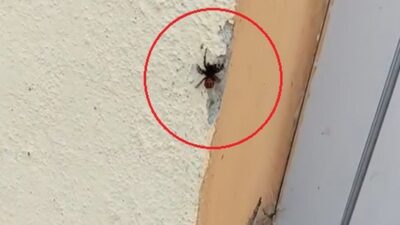İnegöl'de, nadir rastlanan 'Uğur böceği örümceği' türü gözlemlendi. Bu özel