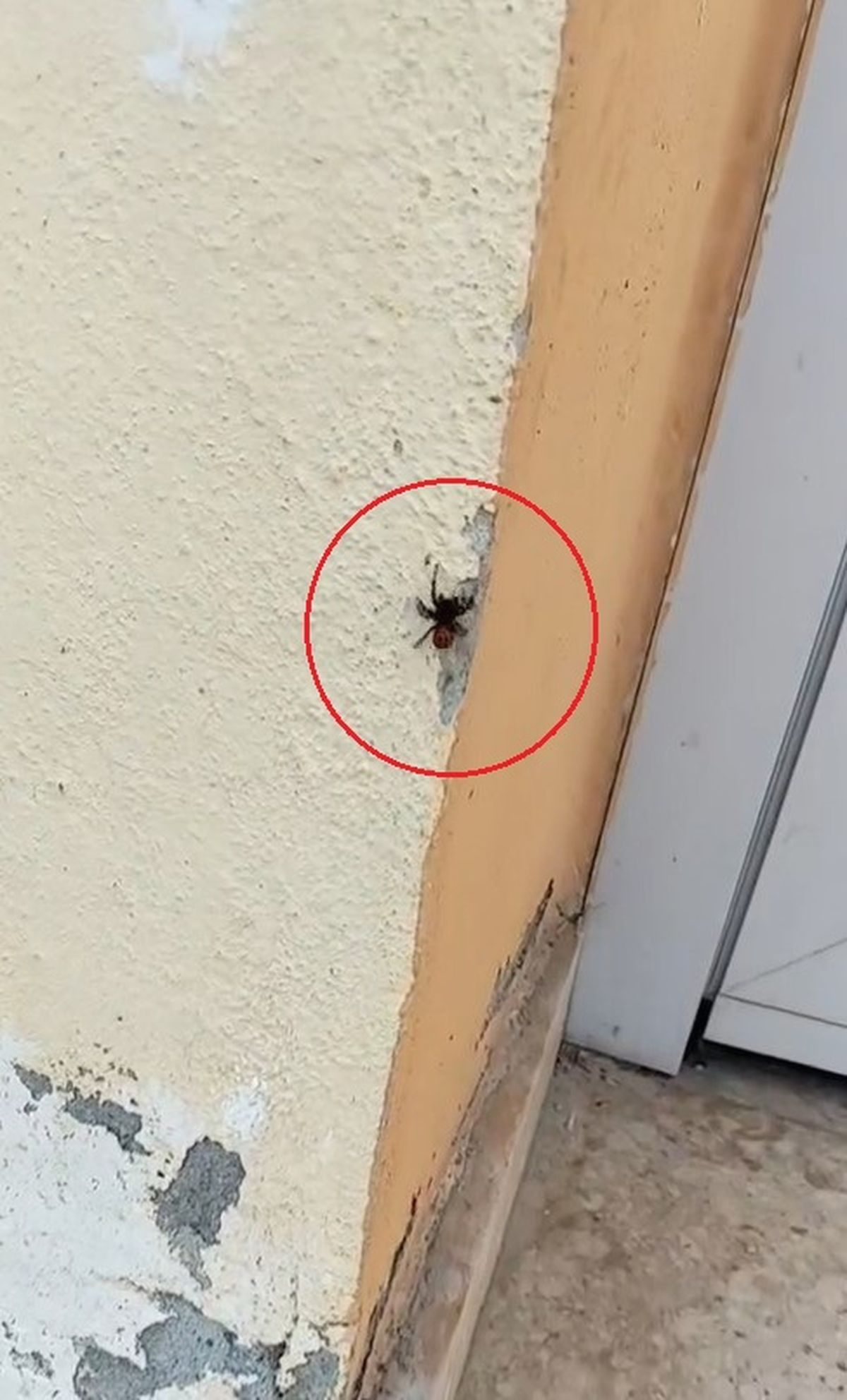 İnegöl'de, nadir rastlanan 'Uğur böceği örümceği' türü gözlemlendi. Bu özel