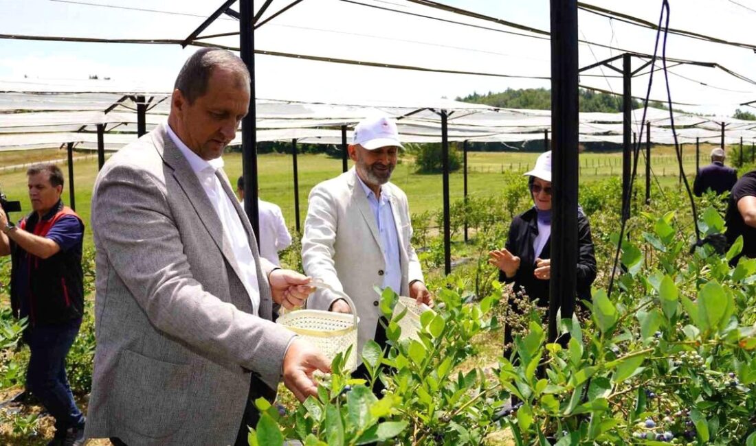 İznik'te organik maviyemiş hasadı başladı. Taze ve sağlıklı meyveler için