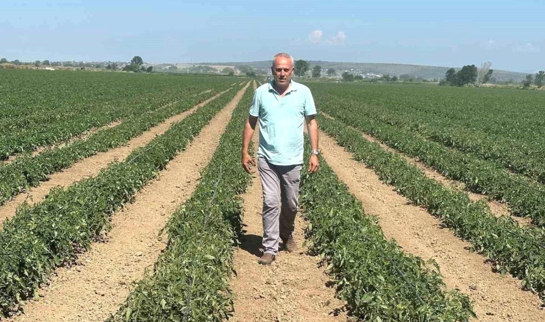 Karacabey'de üreticiler yüksek maliyetler nedeniyle zarar ediyor. Sorunların çözümü ve