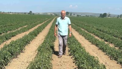 Karacabey'de üreticiler yüksek maliyetler nedeniyle zarar ediyor. Sorunların çözümü ve