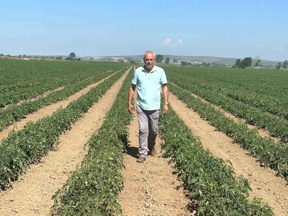 Karacabey'de üreticiler yüksek maliyetler nedeniyle zarar ediyor. Sorunların çözümü ve