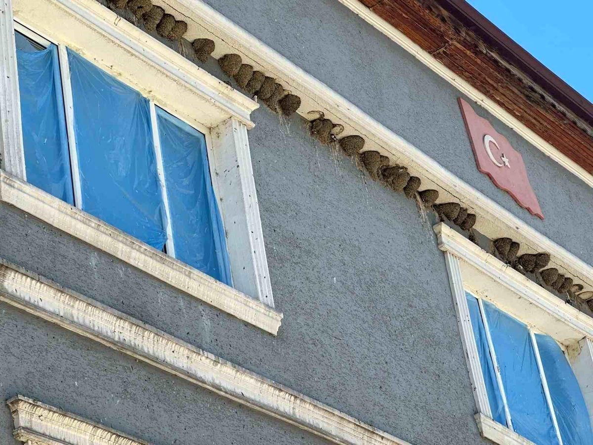 Nilüfer’de kırlangıçların bozulmayan yuvalarını ve doğal yaşam alanlarını koruma önemini