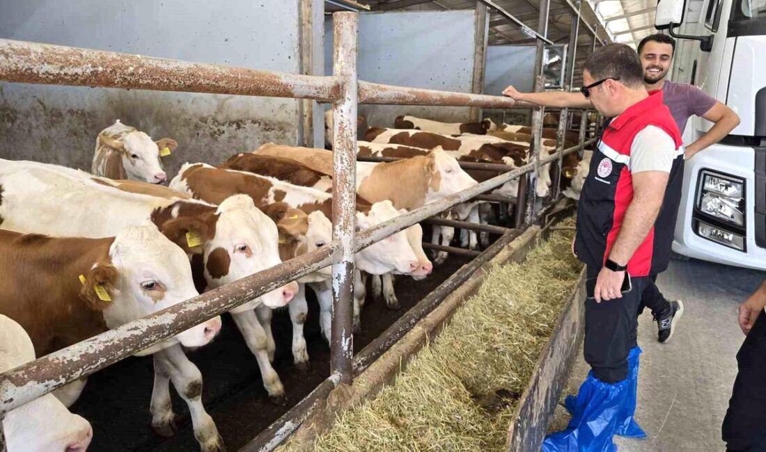 Orhaneli'de hayvancılık denetimleri titizlikle gerçekleştirildi. Gelişmeler ve detaylar için bilgi