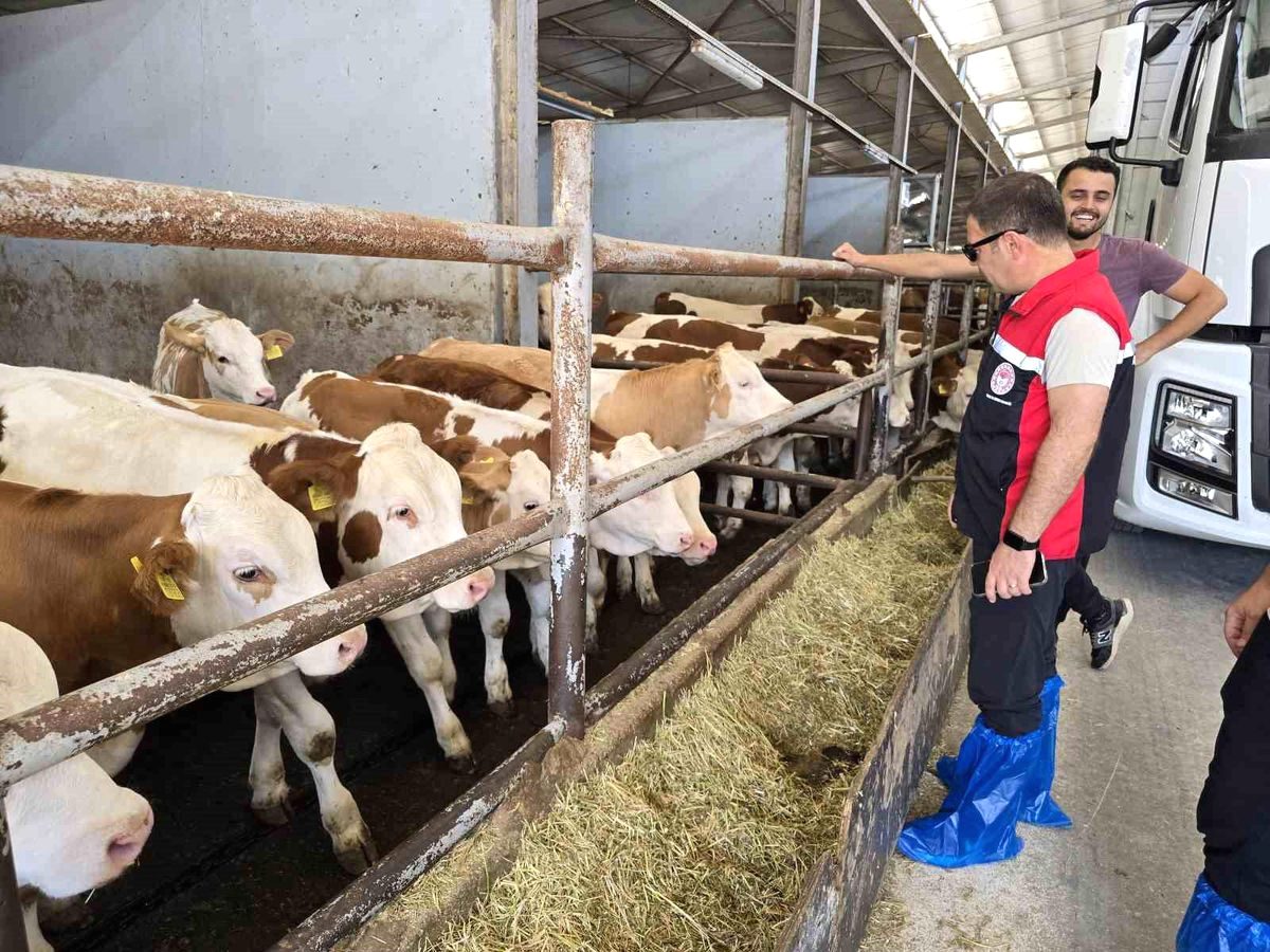 Orhaneli'de hayvancılık denetimleri titizlikle gerçekleştirildi. Gelişmeler ve detaylar için bilgi
