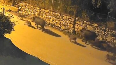 Orhangazi'de yaban domuzlarının şehir içine inmesiyle ilgili gelişmeleri, güvenlik önlemlerini