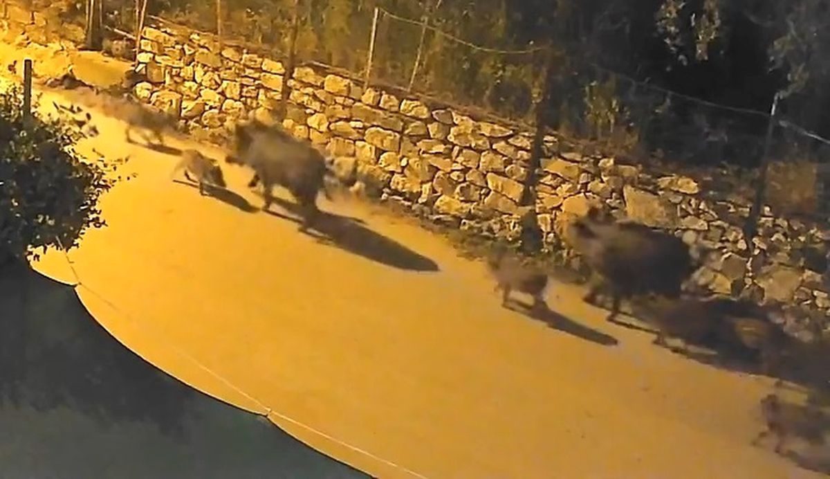 Orhangazi'de yaban domuzlarının şehir içine inmesiyle ilgili gelişmeleri, güvenlik önlemlerini