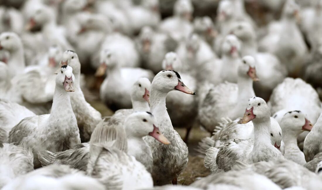Yeni Zelanda'da kuş gribi şoku: ilk vaka tespit edildi. Güncel