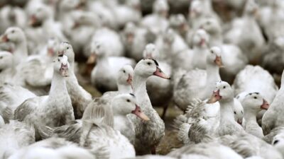 Yeni Zelanda'da kuş gribi şoku: ilk vaka tespit edildi. Güncel