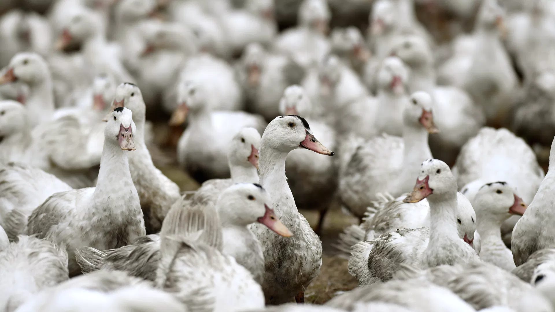 Yeni Zelanda'da kuş gribi şoku: ilk vaka tespit edildi. Güncel
