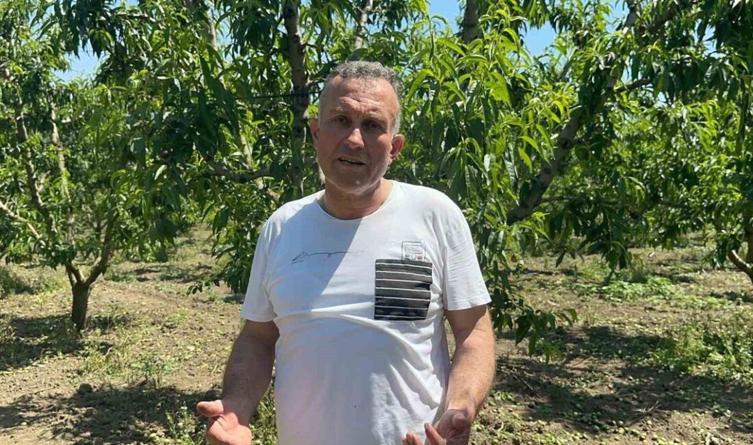Bursa Gürsu'da Mezopotamya'nın köklü gübre inovasyonlarıyla sürdürülebilir tarım ve verim