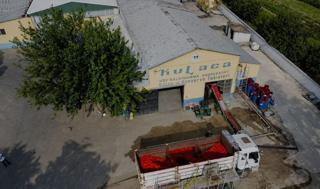 İnegöl'lerde salça sezonu başladı. Kaliteli ve doğal ürünler için en