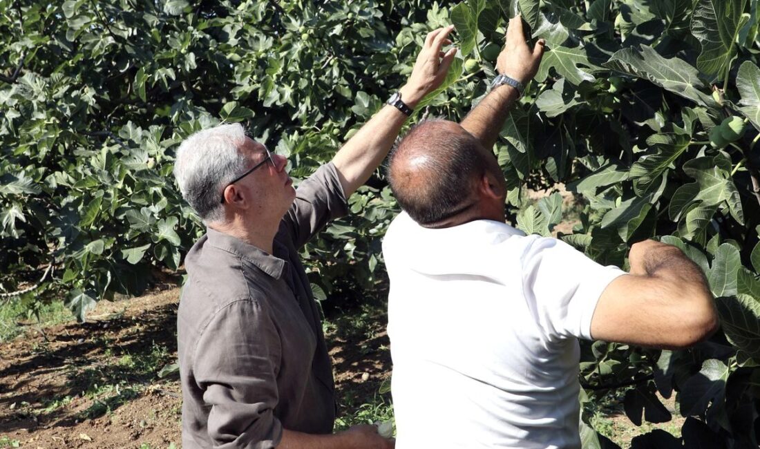 Bursa Mudanya'da incir hasadı dönemi, bölgenin tarımsal etkinlikleri ve geleneksel