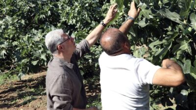Bursa Mudanya'da incir hasadı dönemi, bölgenin tarımsal etkinlikleri ve geleneksel