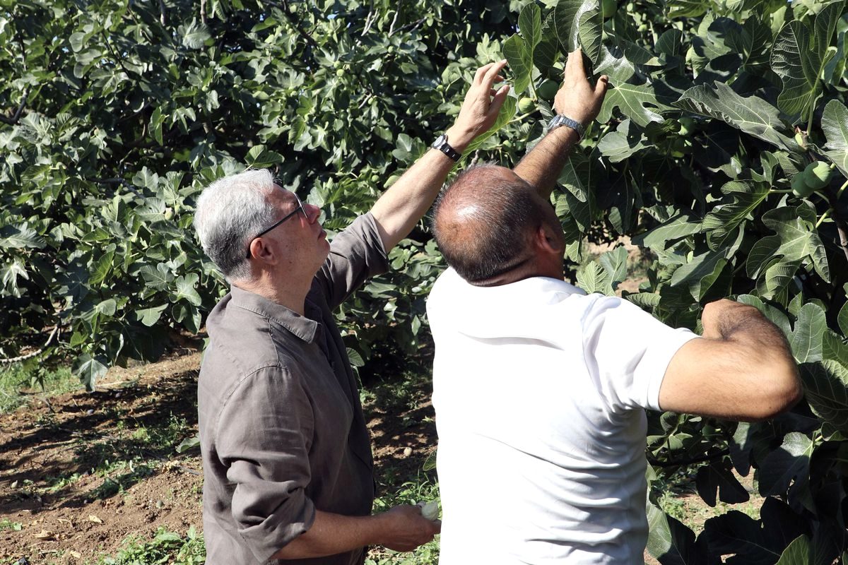 Bursa Mudanya'da incir hasadı dönemi, bölgenin tarımsal etkinlikleri ve geleneksel
