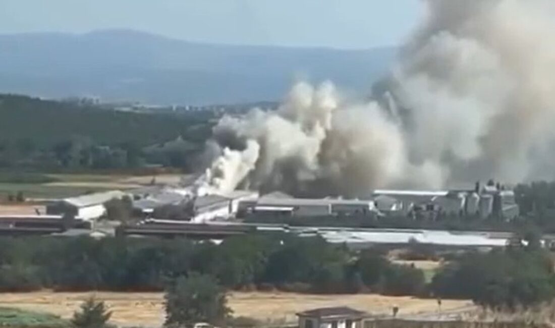Bursa Mudanya'da tavuk çiftliği yangınıyla ilgili detaylar, nedenleri ve müdahale