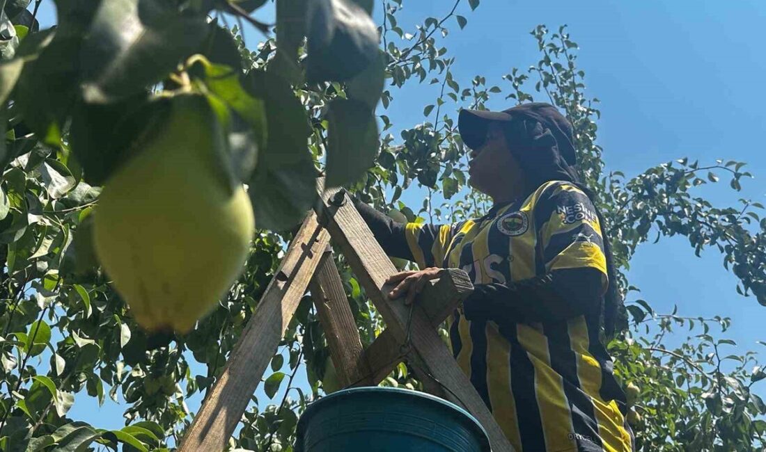 Bursa'da armudun rekor rekoltesi beklenirken, bölgedeki tarım ve ekonomiye olan